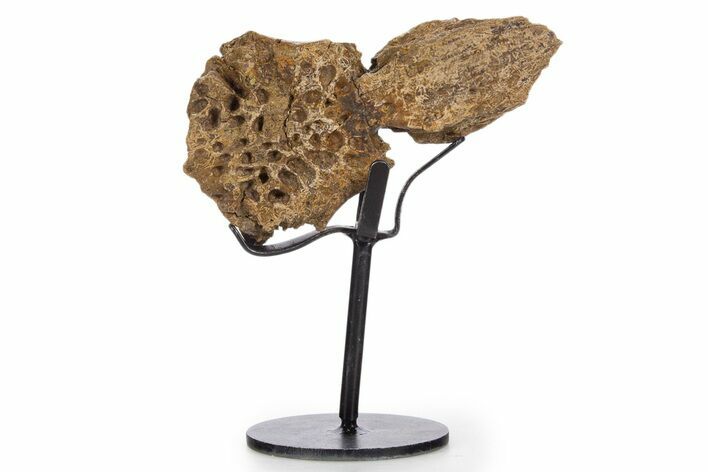 Cretaceous Crocodilian Skull Section w/ Stand - South Dakota #340099